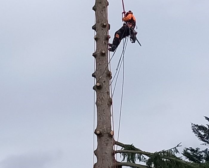 Rizikové kácení stromu lanovou technikou - Ostrava